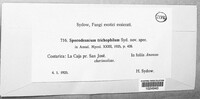 Image of Sporidesmium trichophilum